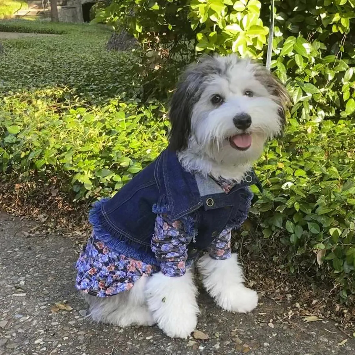 The Ethel Blue Floral Waffle Knit Dog Dress